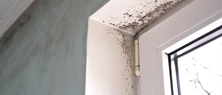 Dealing with Damp and Mould